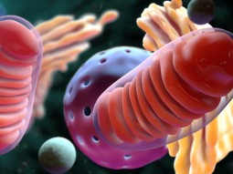 mitocondrio 1024x576 1
