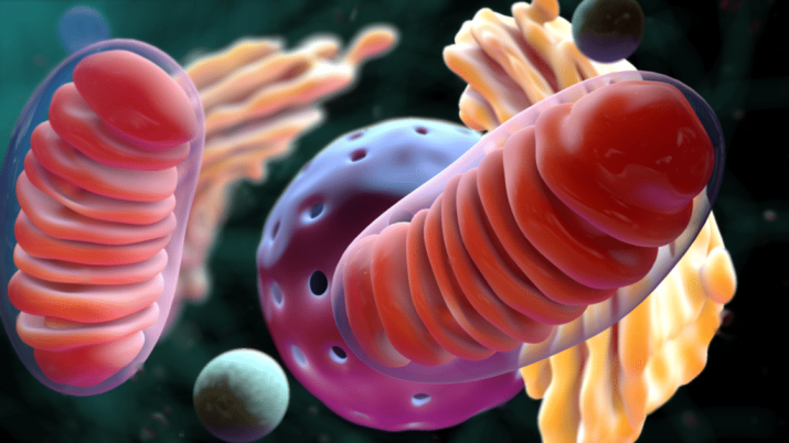 mitocondrio 1024x576 1